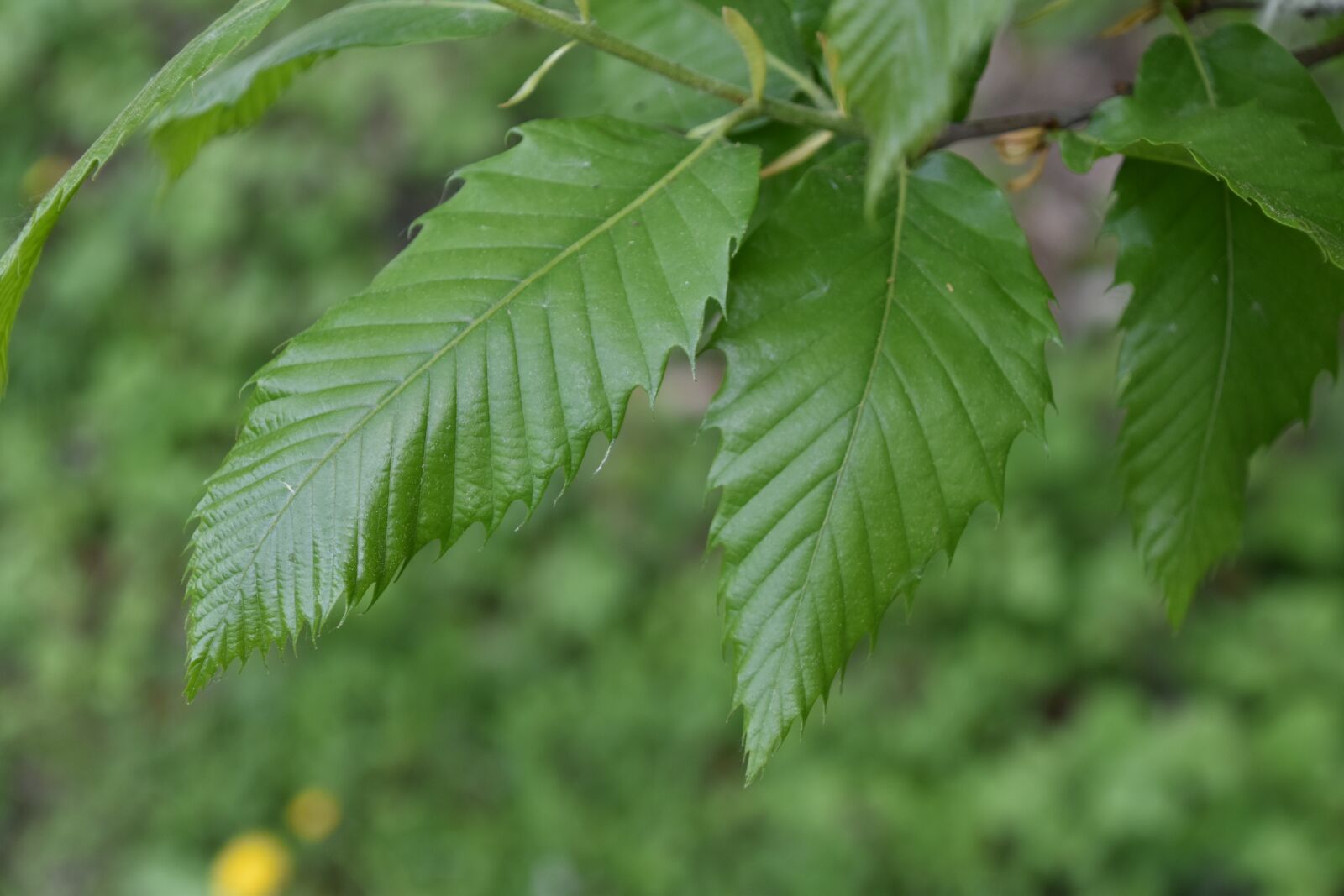 Nikon D5600 sample photo. Leaf, nature, plant photography