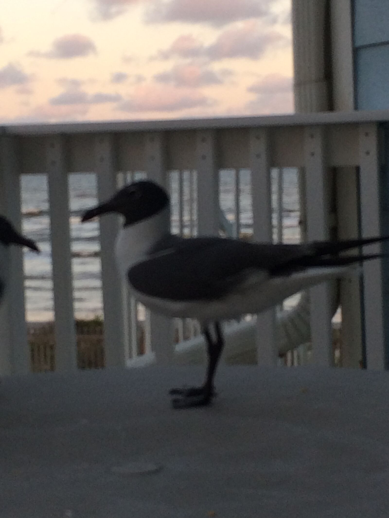 Apple iPhone 5s sample photo. Angry, birds, beach, beach photography