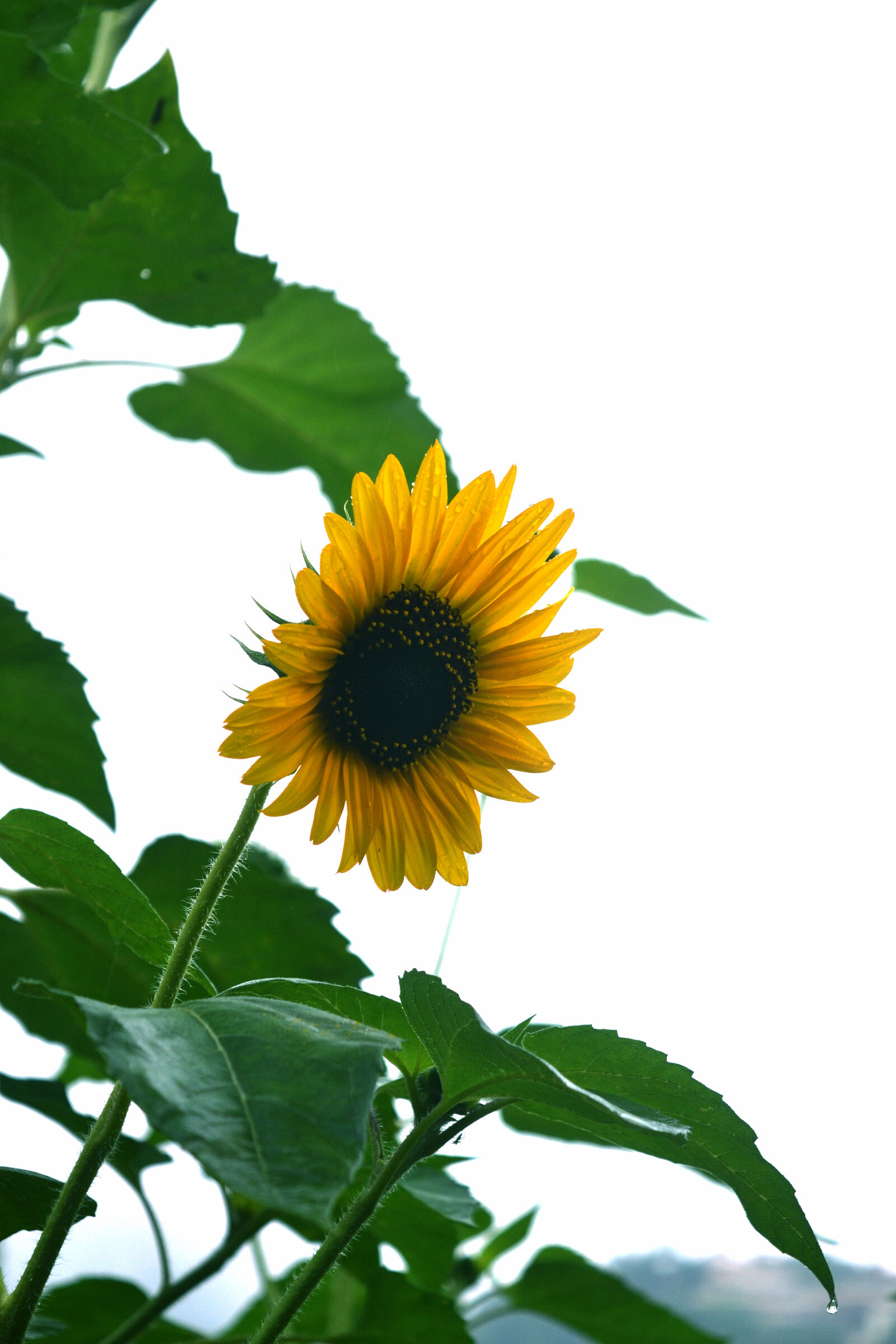 Nikon D3100 sample photo. Beautiful, flowers photography