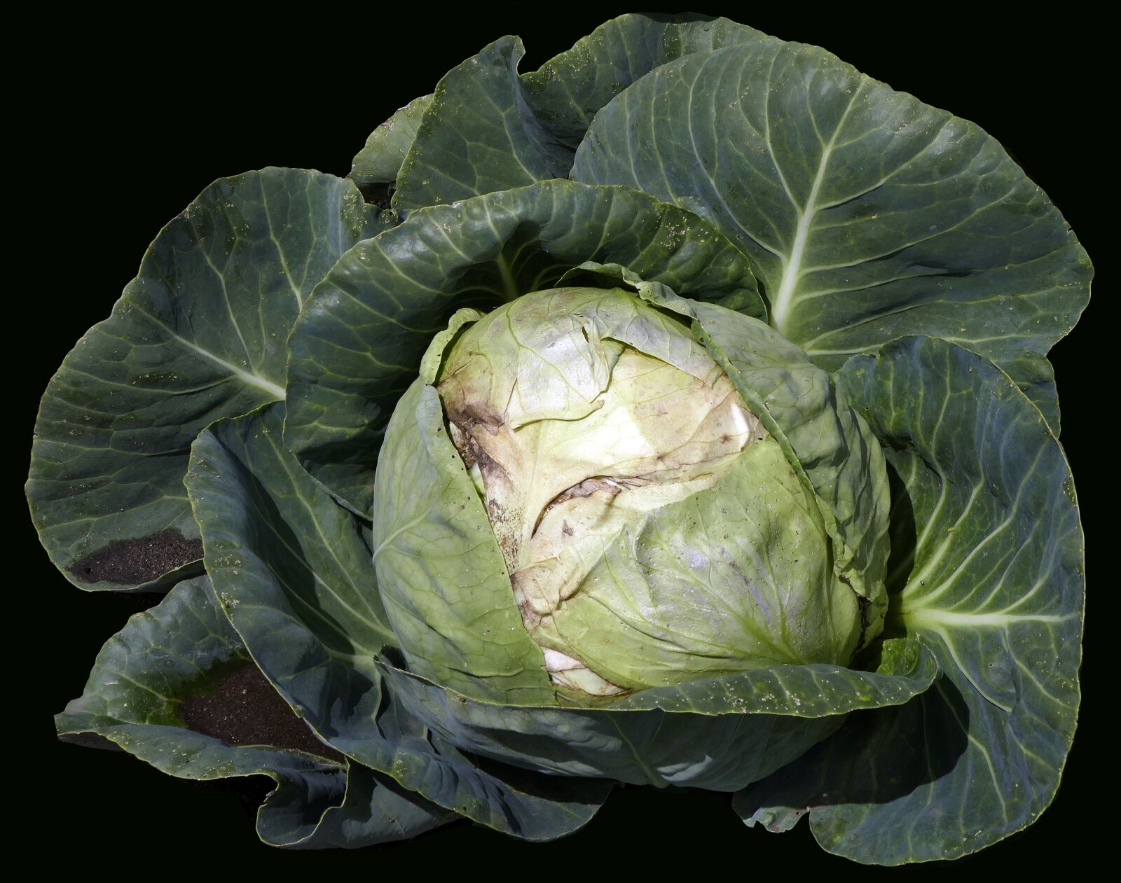 Panasonic Lumix DMC-FZ1000 sample photo. Vegetables, white cabbage, herb photography