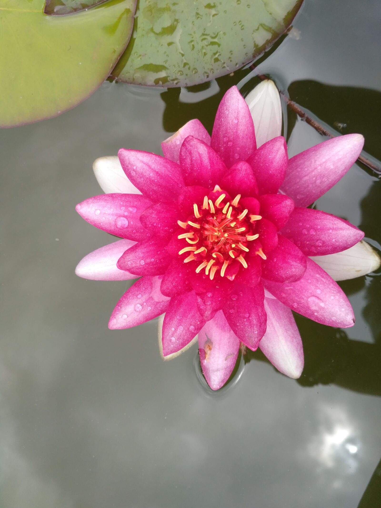 Xiaomi Redmi 3S sample photo. Lily, water lily, pink photography