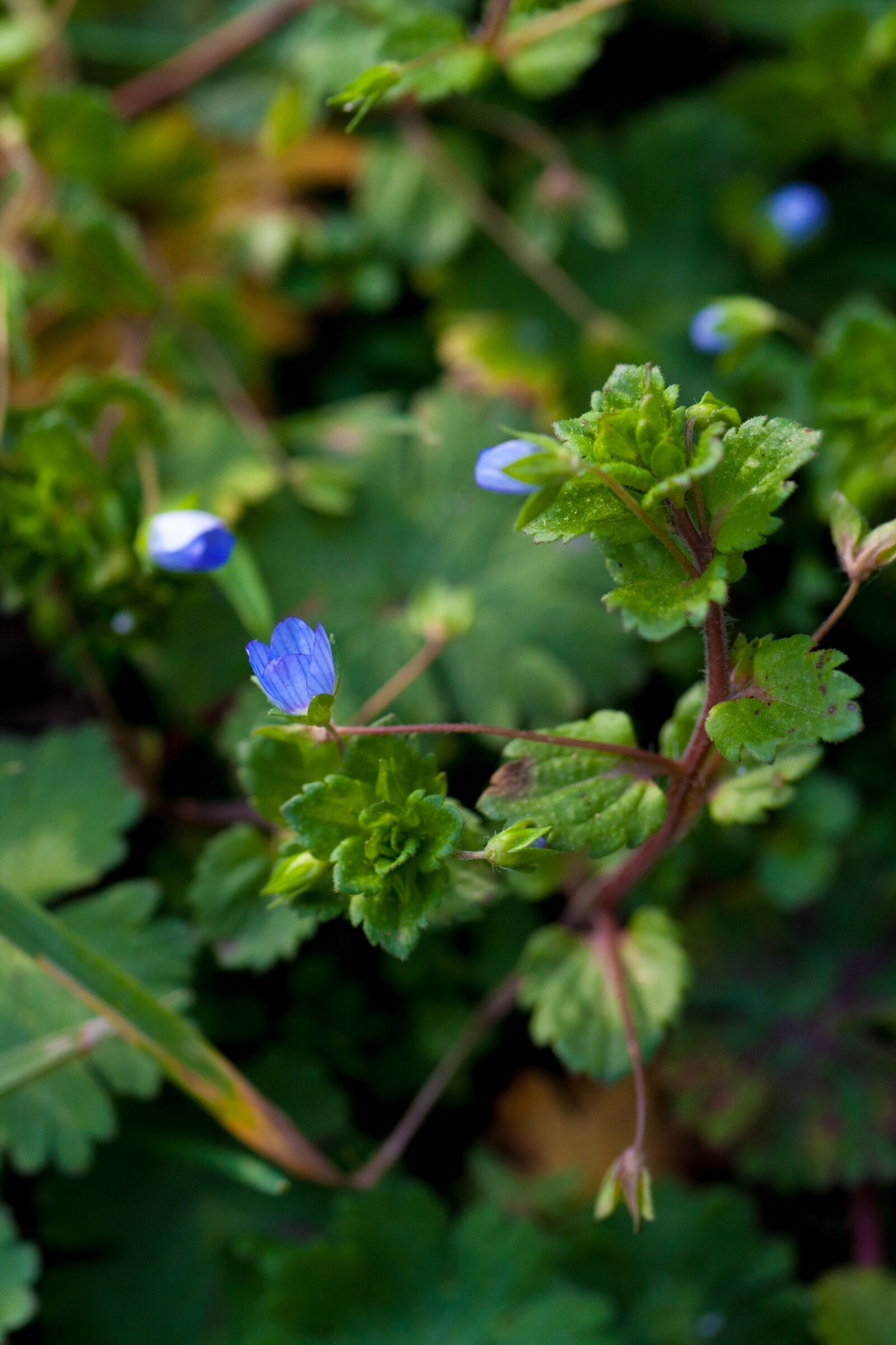 Canon EF 100mm F2.8L Macro IS USM sample photo. Flower, blue flower, tiny photography
