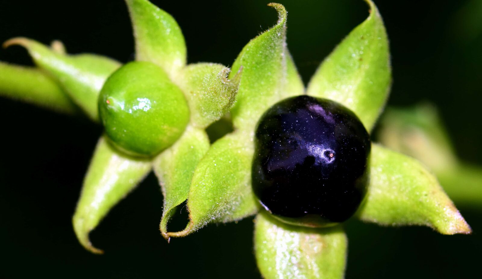 Nikon D3300 sample photo. Leaf, food, nature, fruit photography