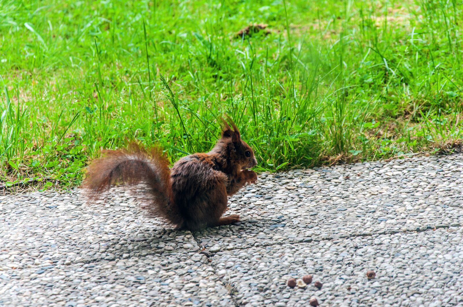 Nikon D5000 sample photo. Squirrel, food, nature photography