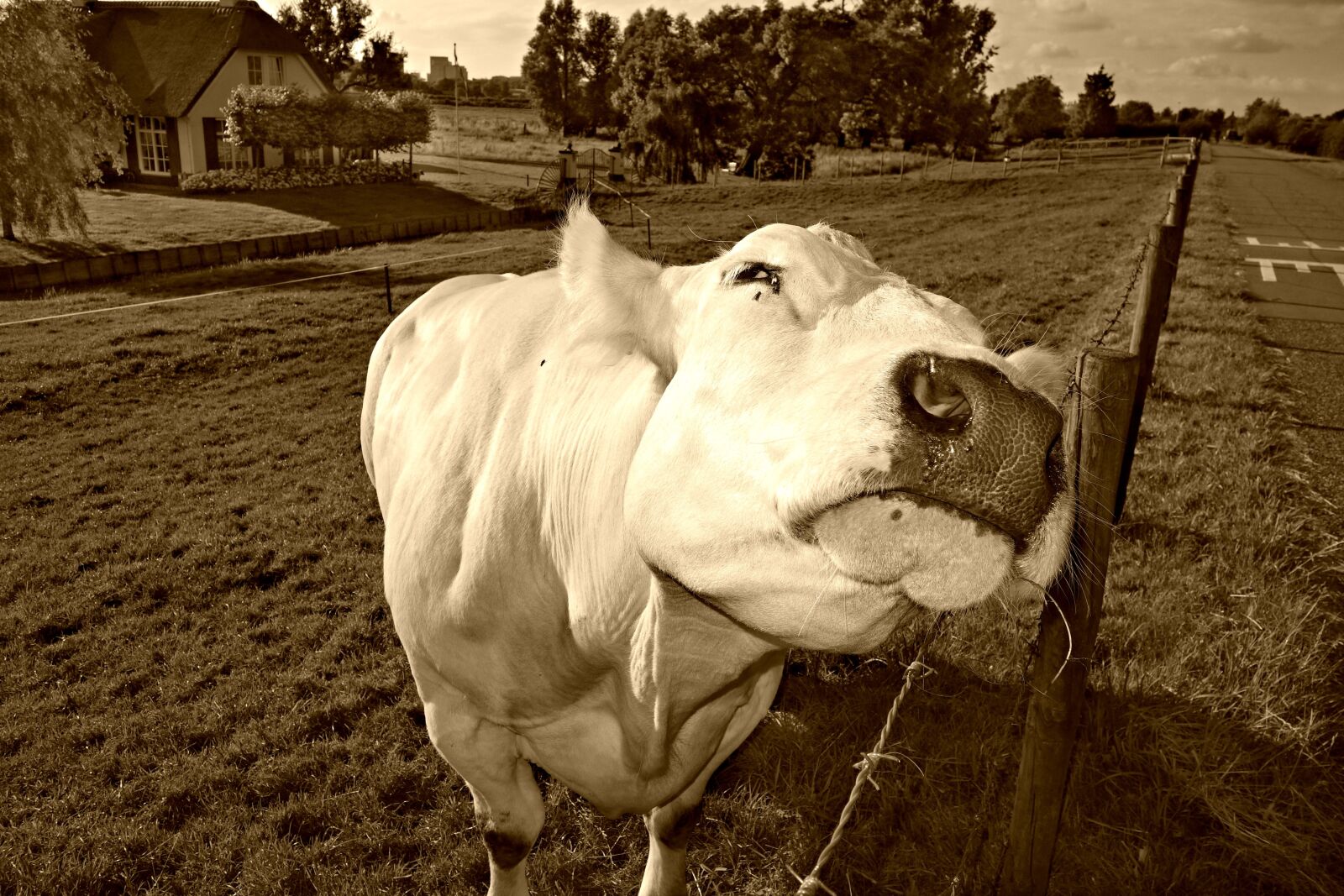 Sony Cyber-shot DSC-RX100 sample photo. Cow, cattle, livestock photography
