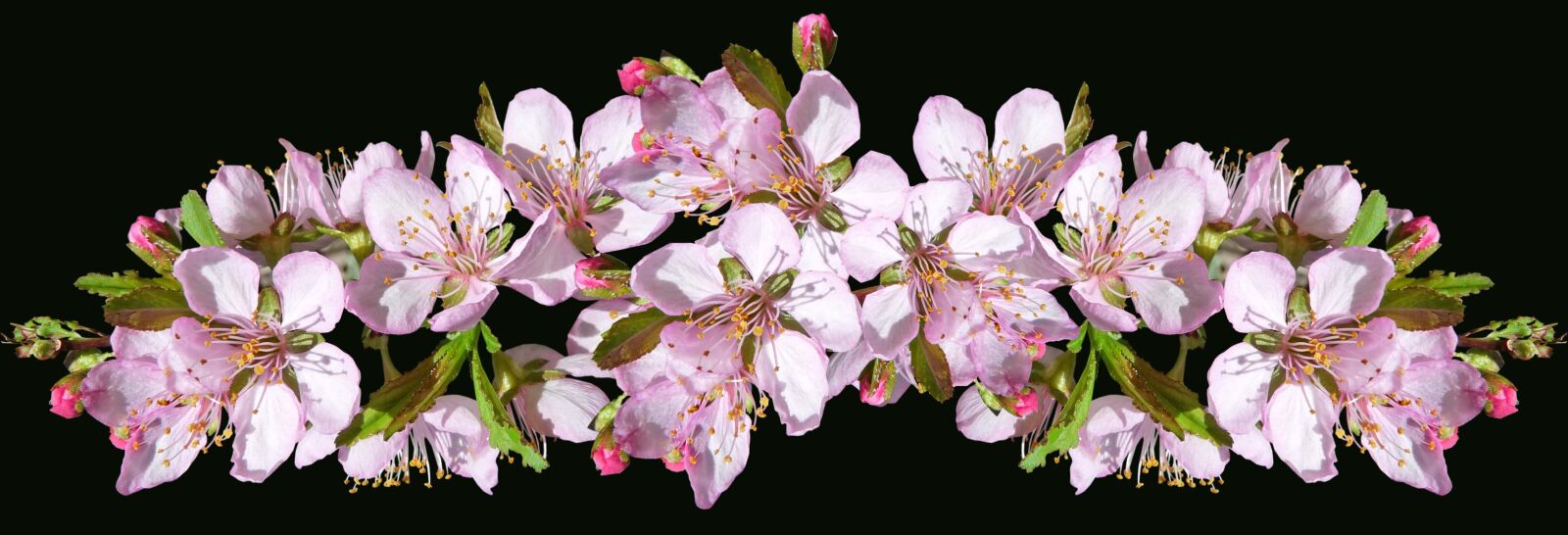 Panasonic Lumix DMC-FZ28 sample photo. Flowers, pink, blossom photography