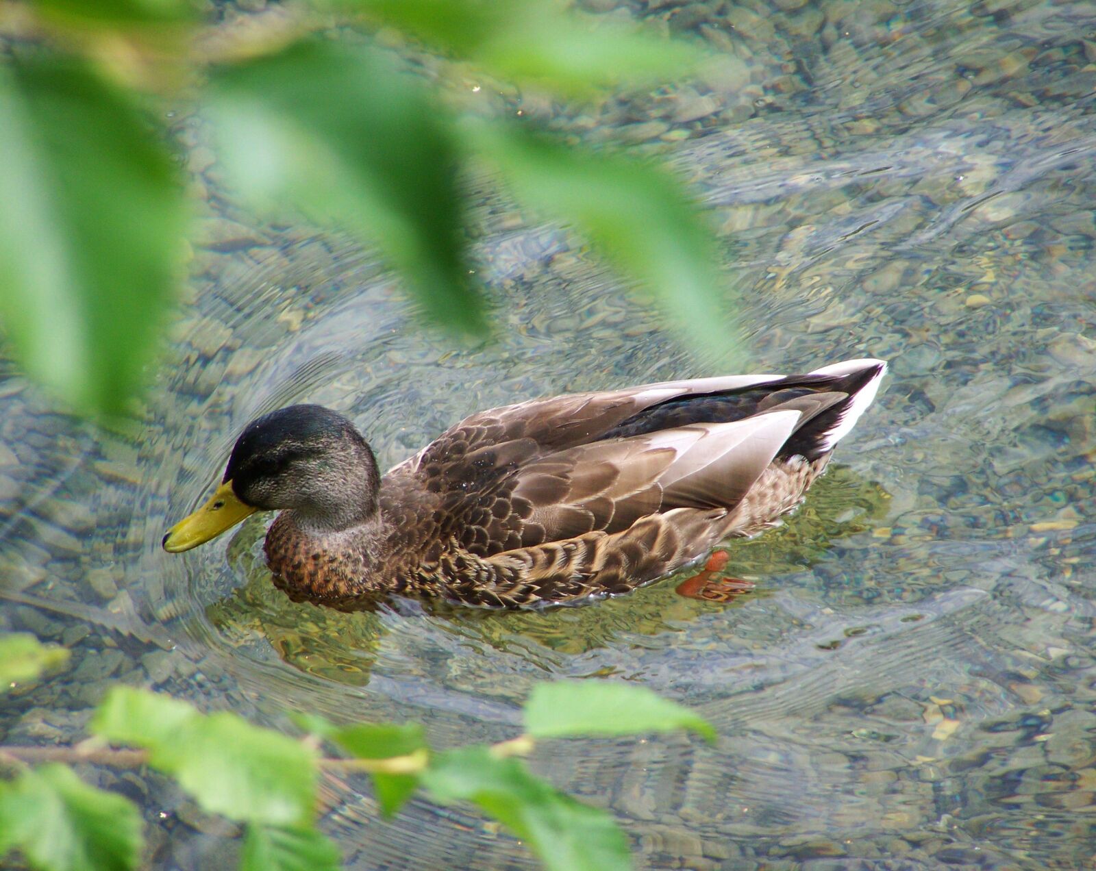 Kodak EASYSHARE ZD710 ZOOM DIGITAL CAMERA sample photo. Mallard duck, waterfowl, mallard photography
