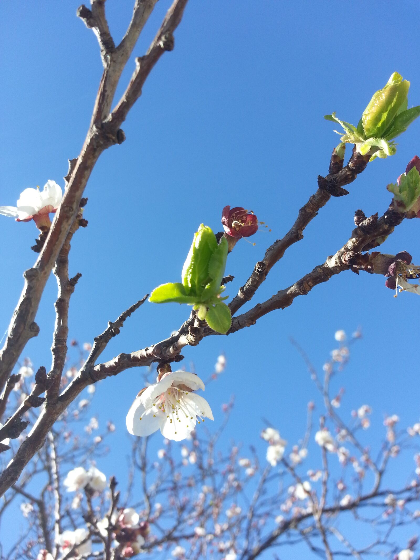 Samsung Galaxy S3 sample photo. Blossoms, blossom, blossoming photography