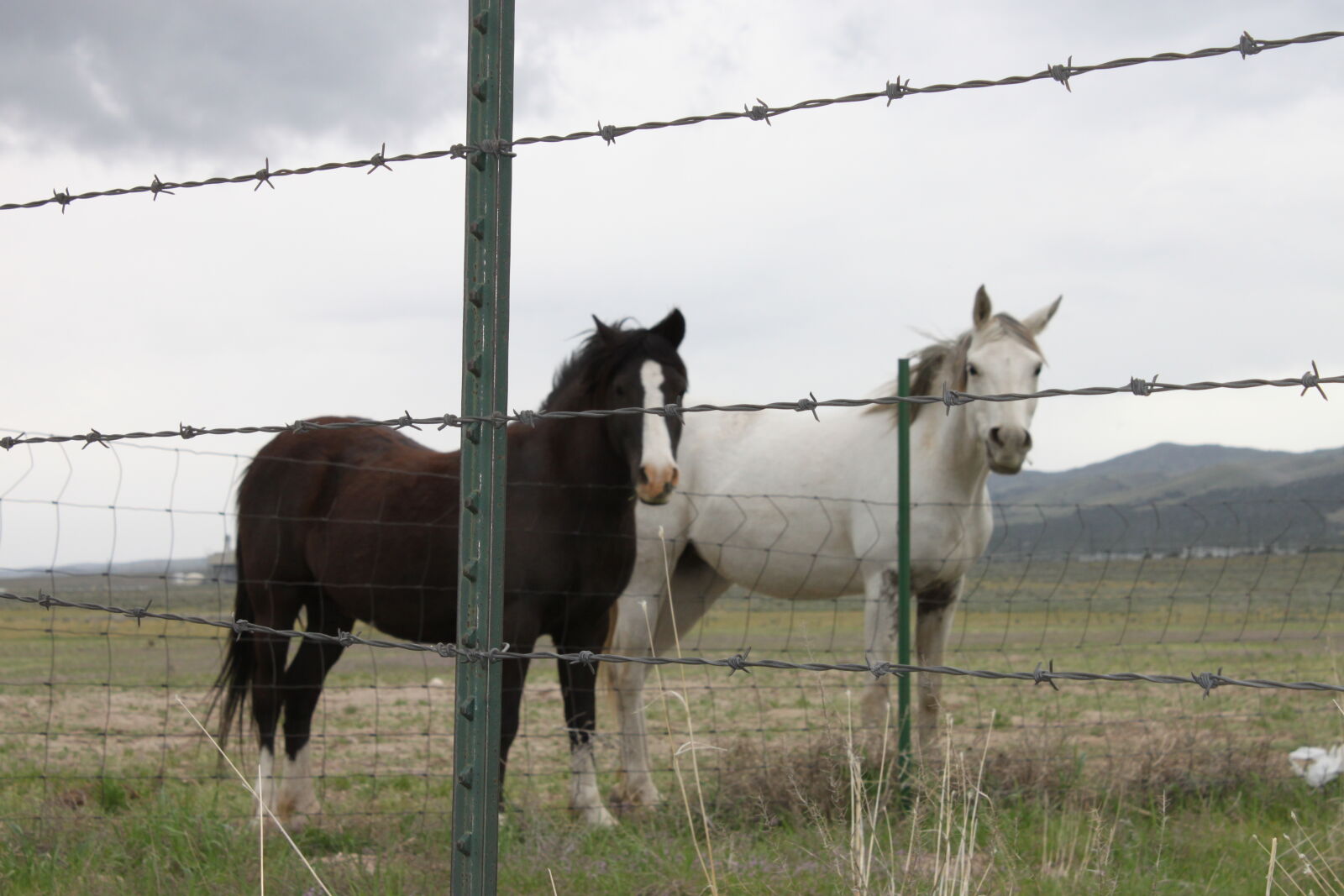Canon EF-S 18-55mm F3.5-5.6 IS sample photo. Barbed, wire, fence, horse photography