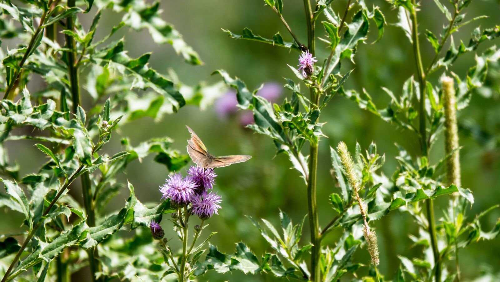 Sony Cyber-shot DSC-RX10 IV sample photo. Thistle, butterfly, nature photography