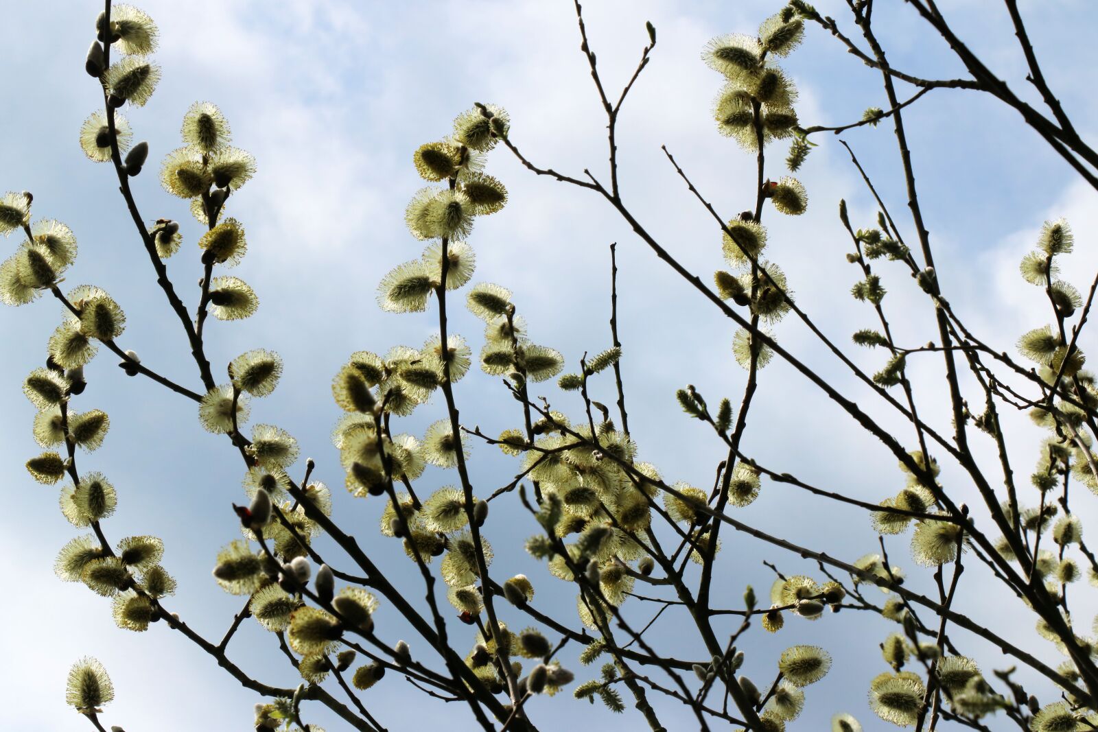 Canon EOS 750D (EOS Rebel T6i / EOS Kiss X8i) sample photo. Willow, close up, pollen photography