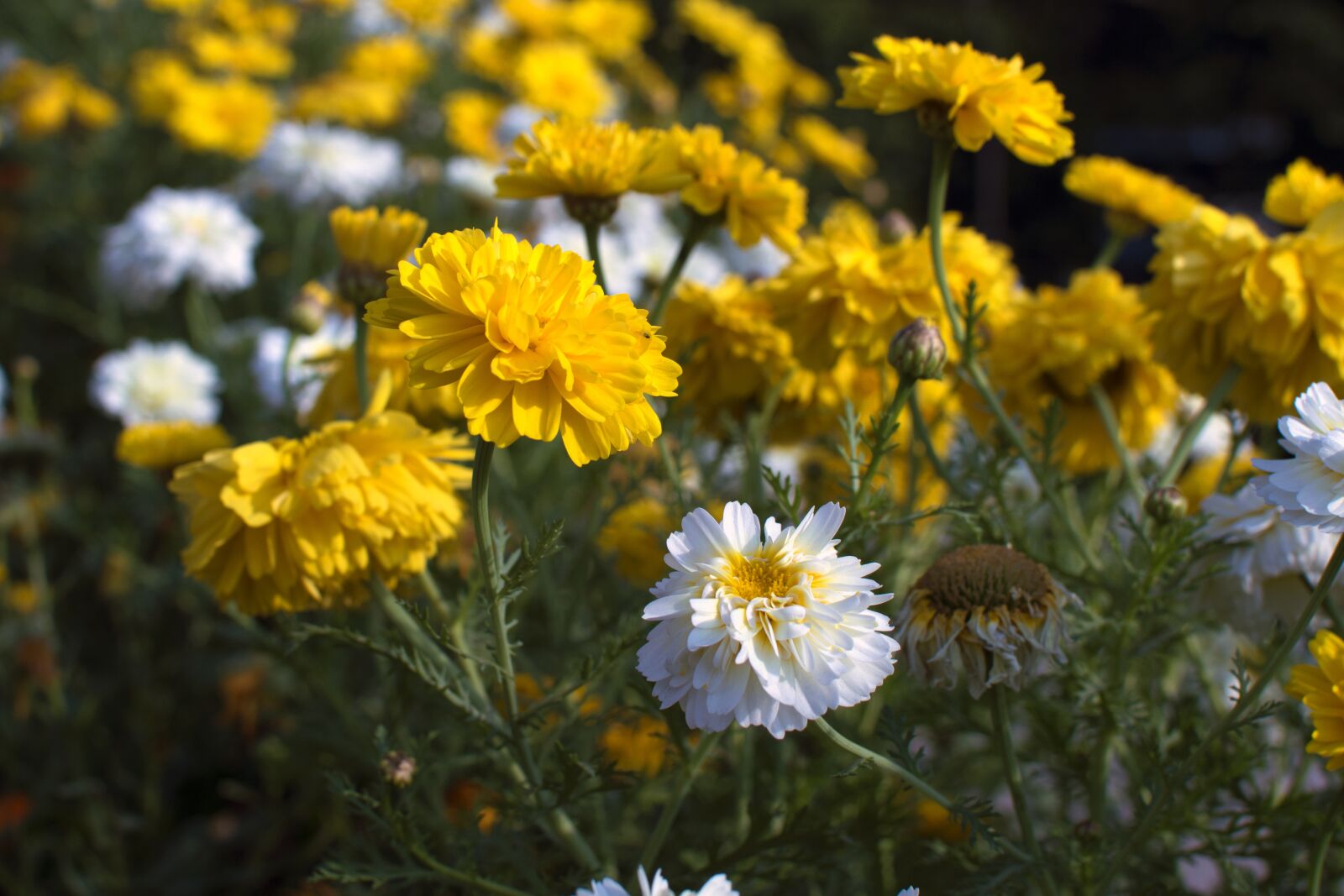Nikon D3200 sample photo. Flowers, nature, beauty photography