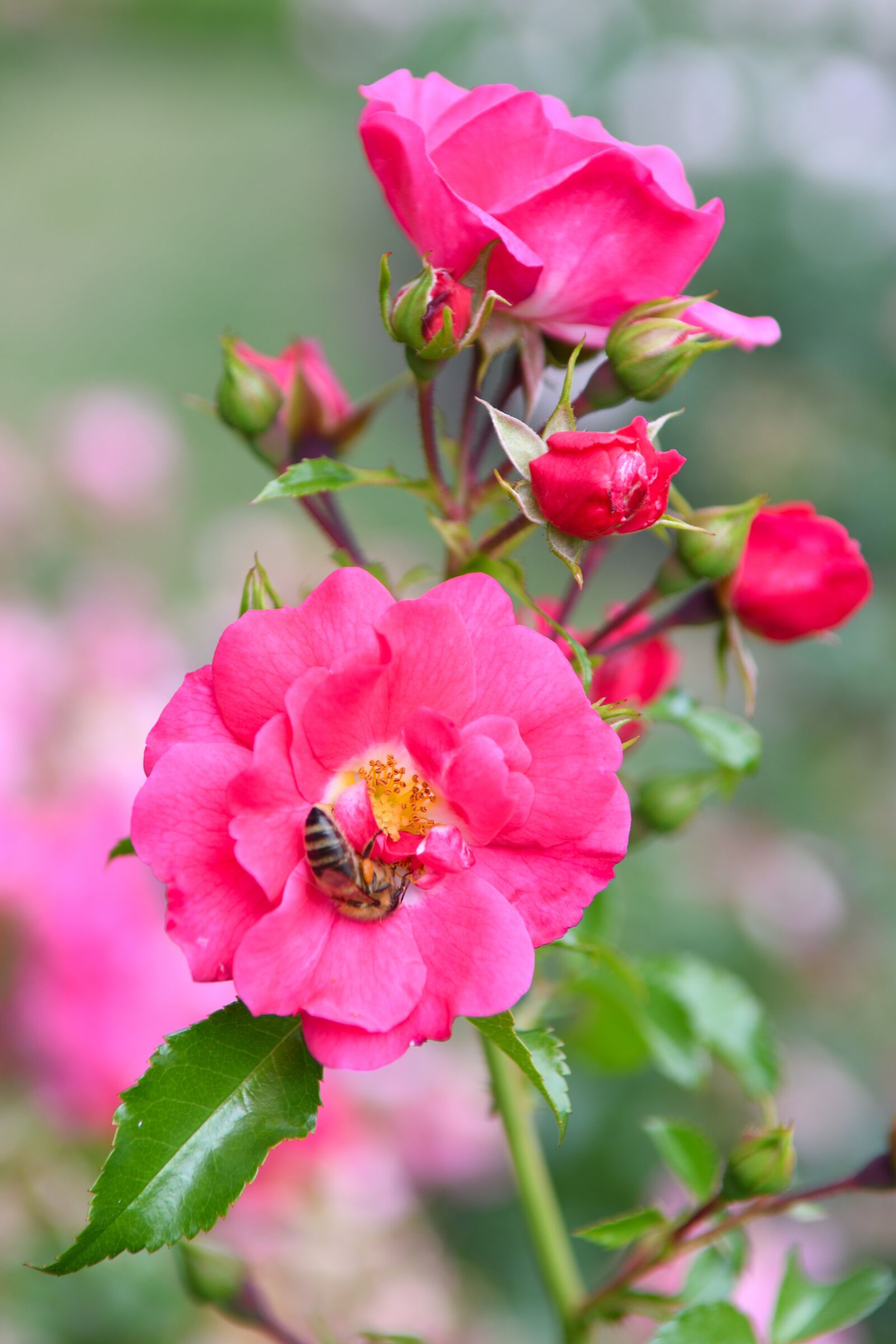 Nikon D500 sample photo. Rose, blooms, pink photography