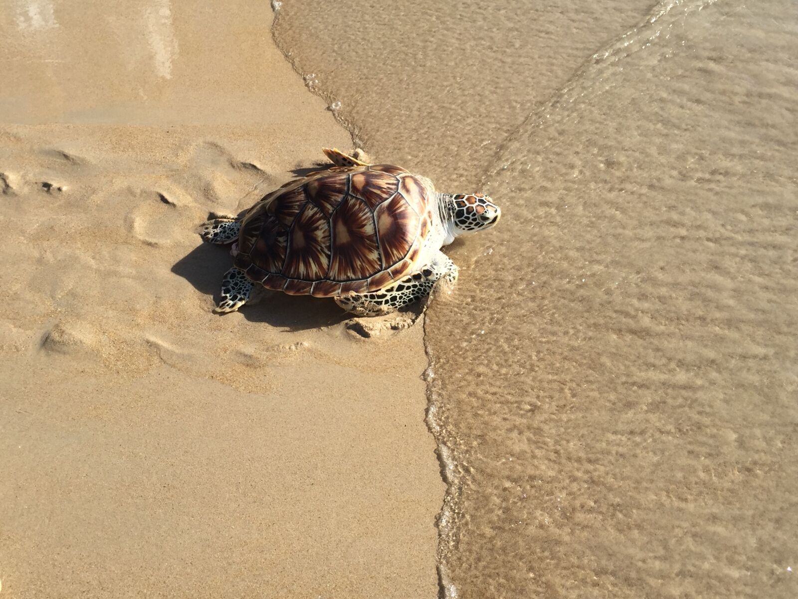 iPhone 6 back camera 4.15mm f/2.2 sample photo. Turtle, sea, ocean photography