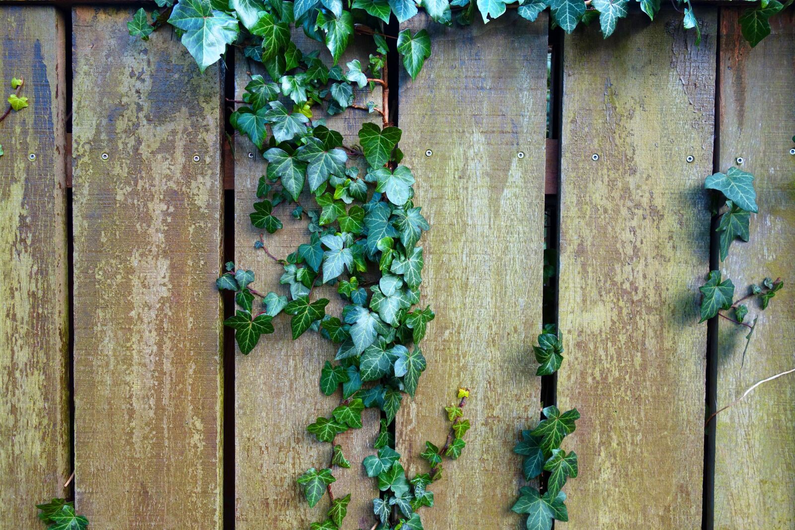 Sony Cyber-shot DSC-RX100 sample photo. Fence, wooden fence, plank photography