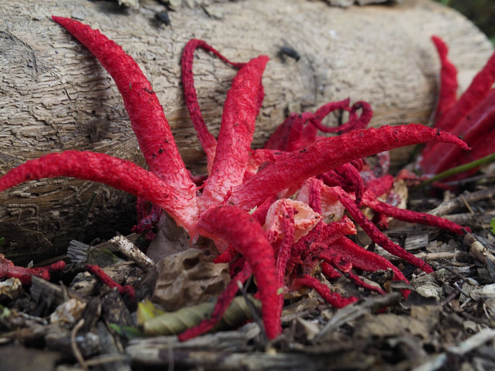 Olympus OM-D E-M10 II sample photo. Nature, inktviszwam, red photography