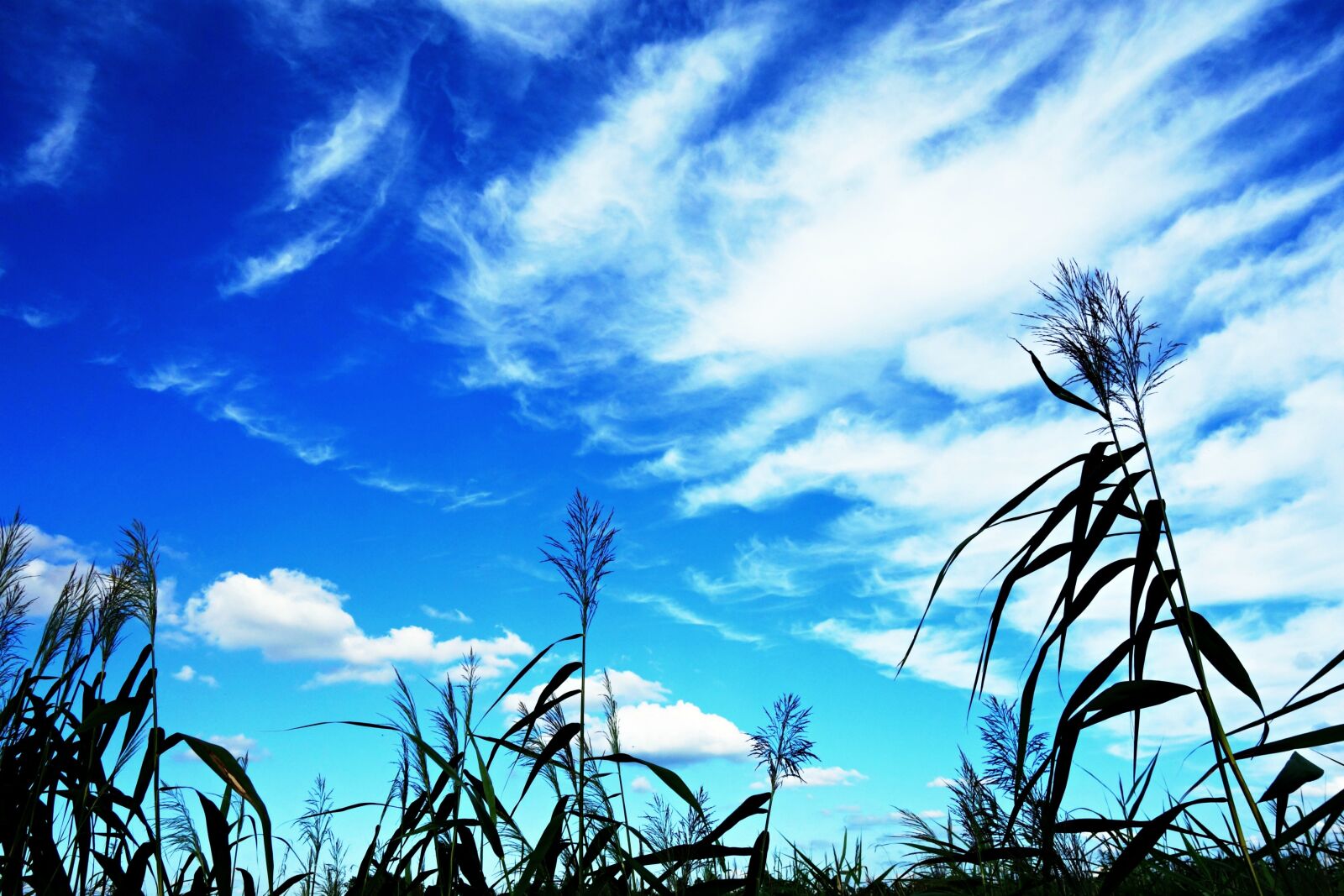 Sony Cyber-shot DSC-RX100 sample photo. Rush, reed, grass photography