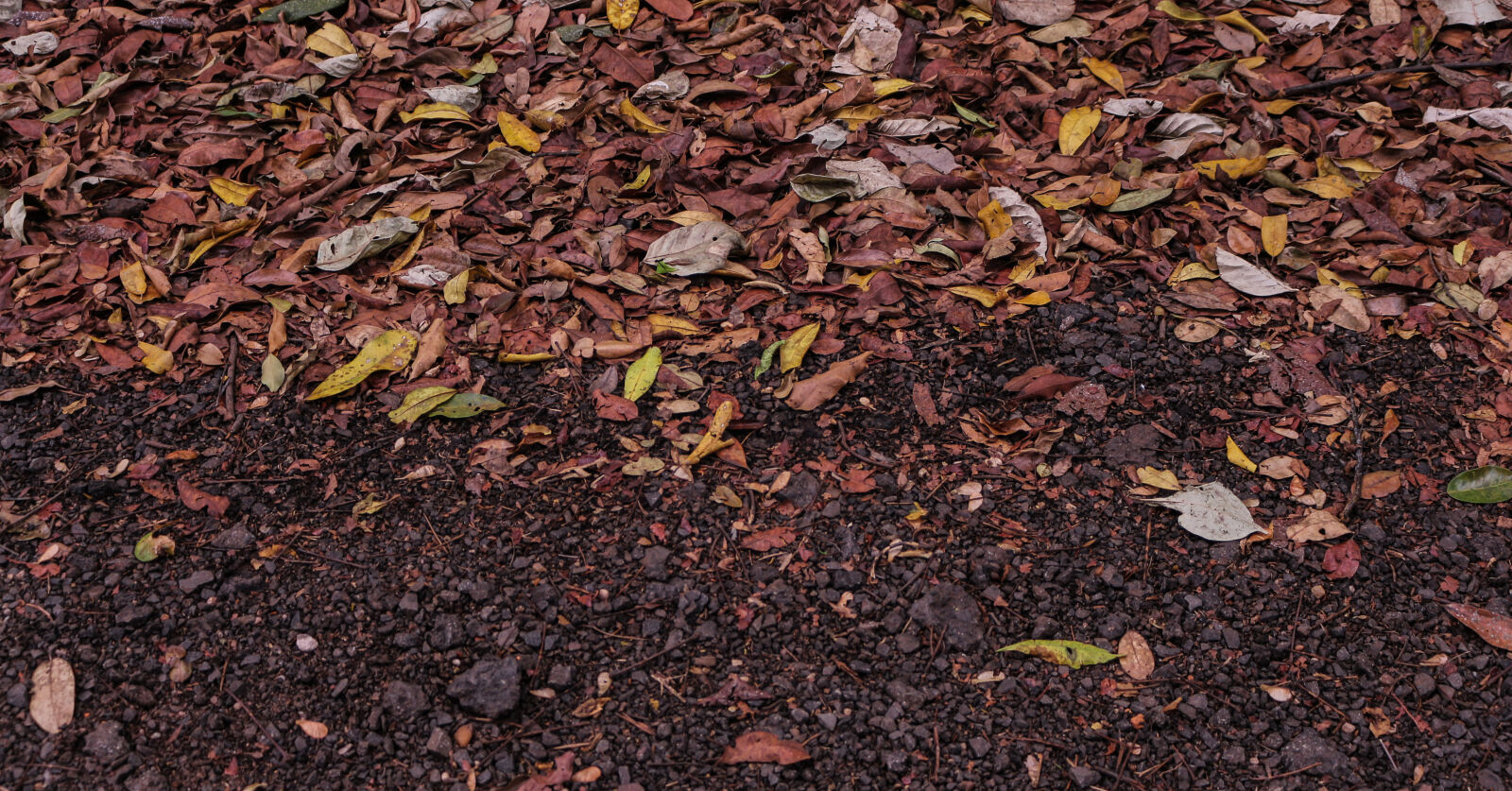 Canon EOS 700D (EOS Rebel T5i / EOS Kiss X7i) sample photo. Ground, leafs, texture photography