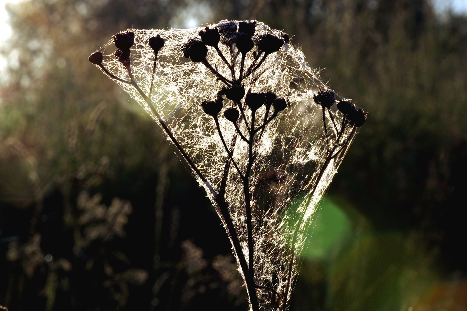 Pentax K-S2 sample photo. Grass, cobweb, rosa photography