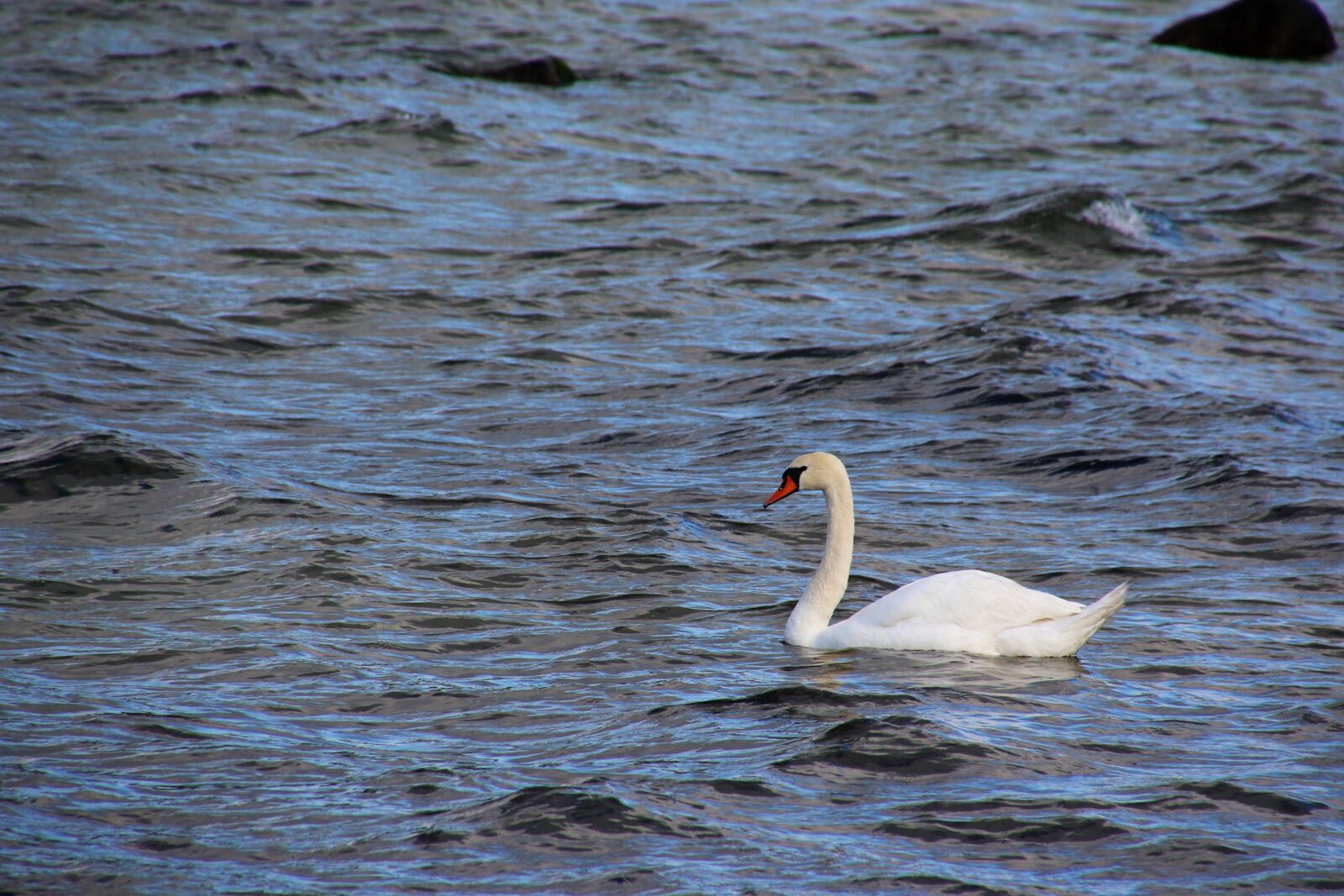 Canon EOS 7D Mark II sample photo. Alone, animal, bird, ocean photography