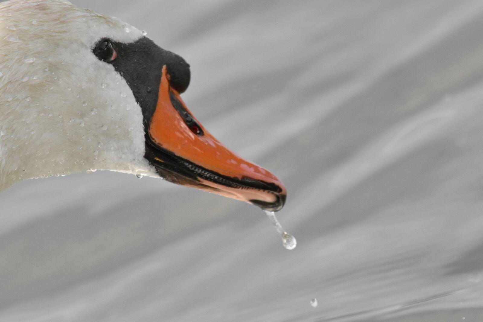 Nikon D5500 sample photo. Beak, head, swan, wading photography