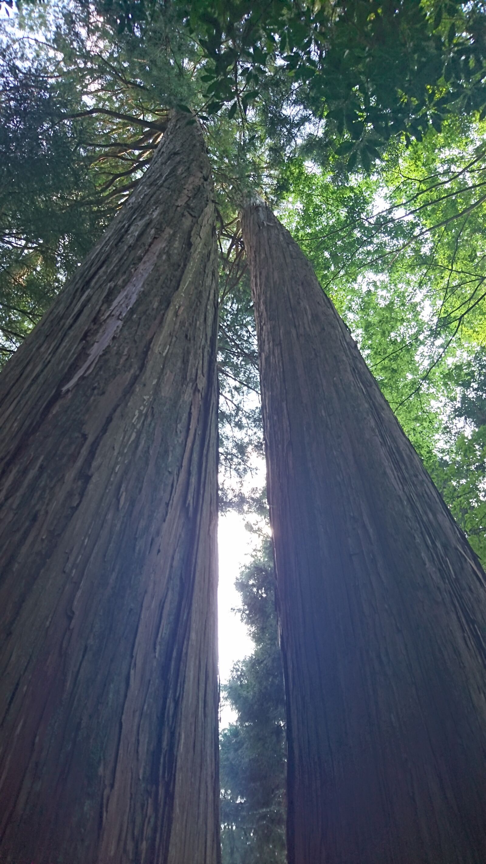 Sony Xperia Z5 sample photo. Wood, tree photography