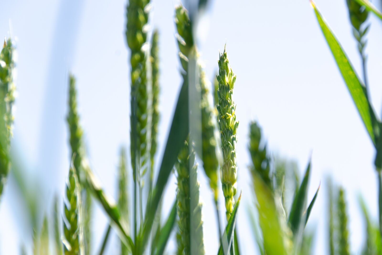 Nikon D7000 sample photo. Wheat, field, sky photography