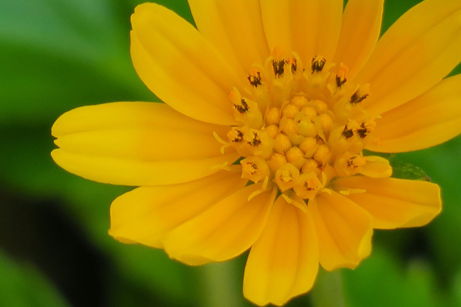 Canon PowerShot G3 X sample photo. Wedelia, nature, flower photography
