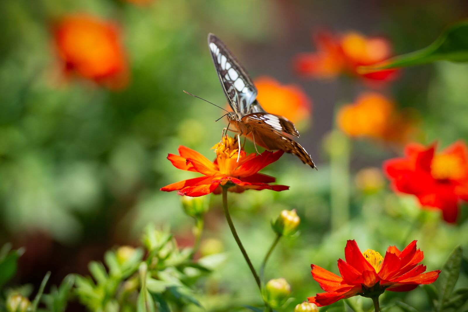 Nikon D610 sample photo. Butterfly, garden, flower photography