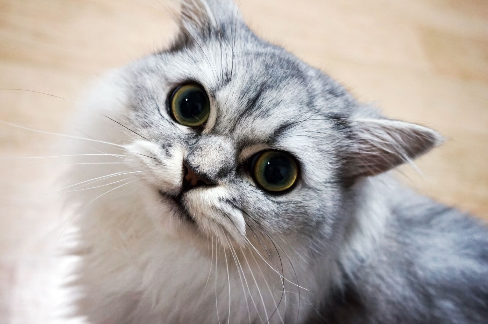 Sony Alpha a5000 (ILCE 5000) sample photo. Cat, animal, pet photography