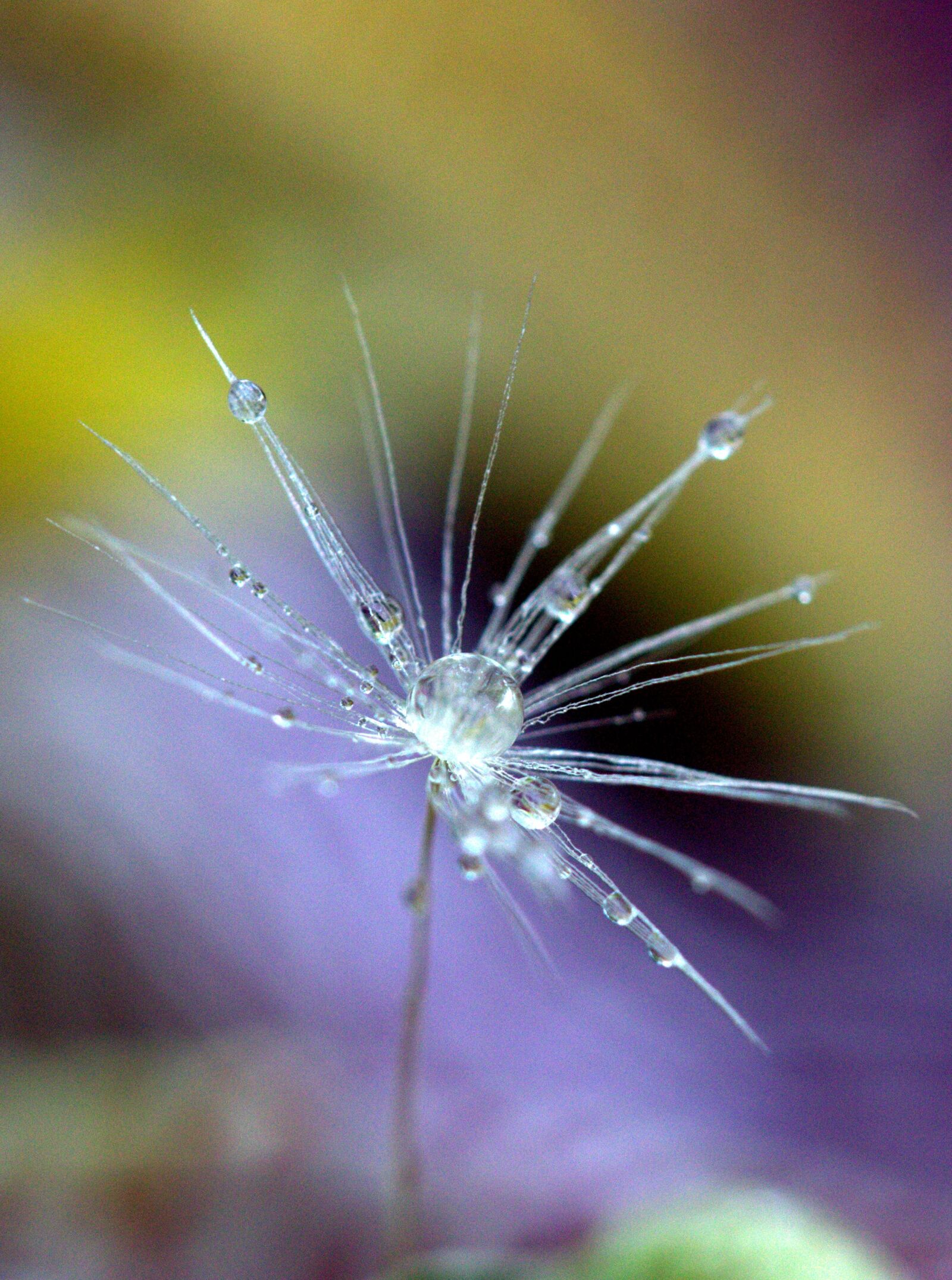 Canon EF-S 60mm F2.8 Macro USM sample photo. Dandelion, drops, macro photography