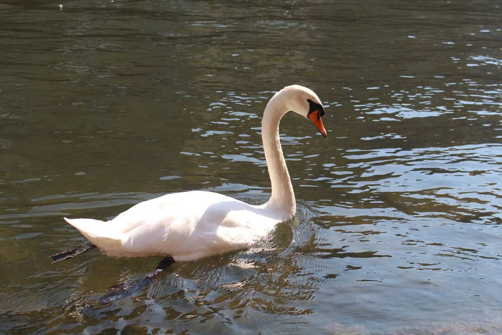 Canon EOS 700D (EOS Rebel T5i / EOS Kiss X7i) sample photo. Swan, bird, water photography
