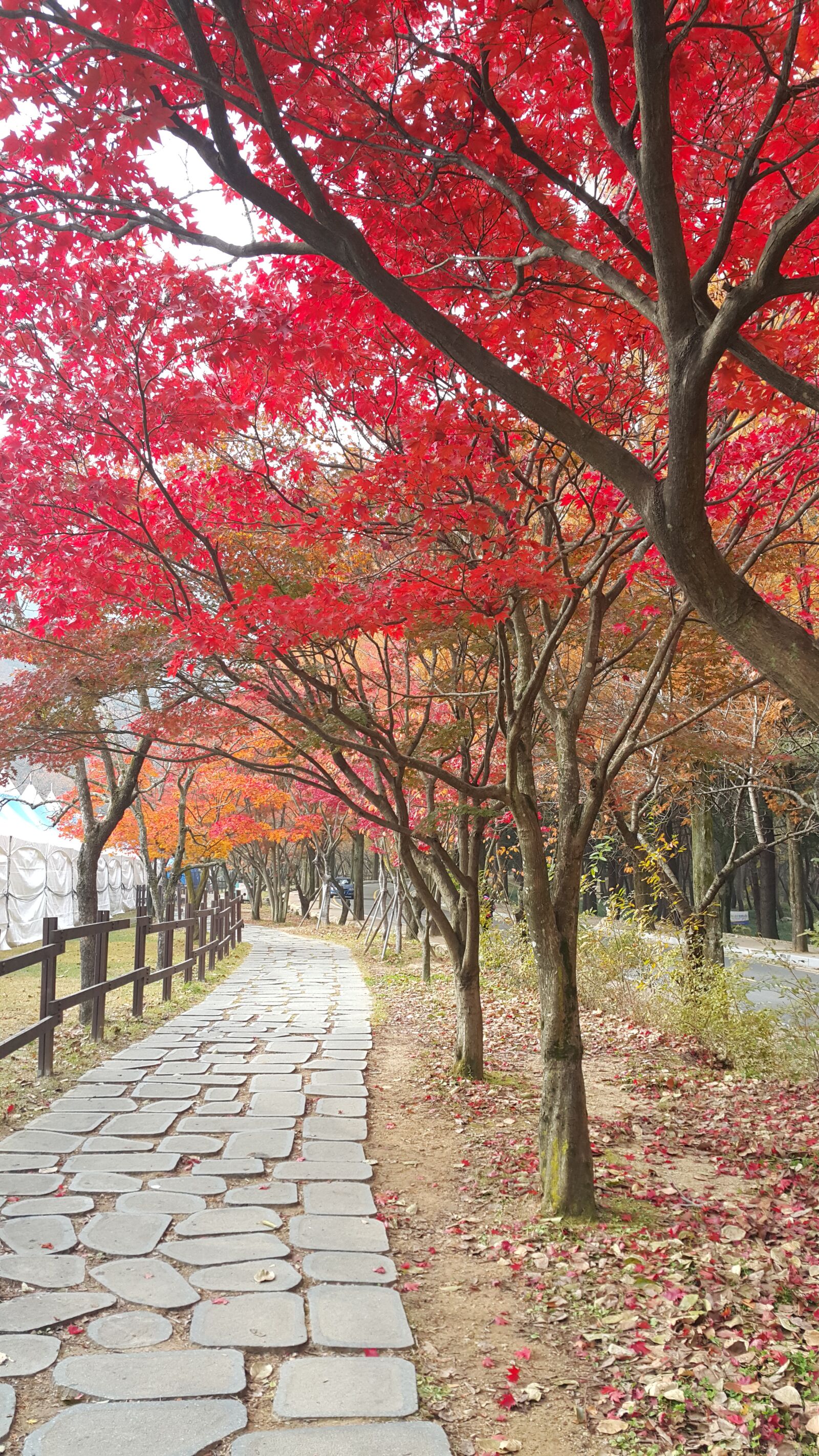 Samsung Galaxy Note4 sample photo. Gold mountain, autumn, autumn photography