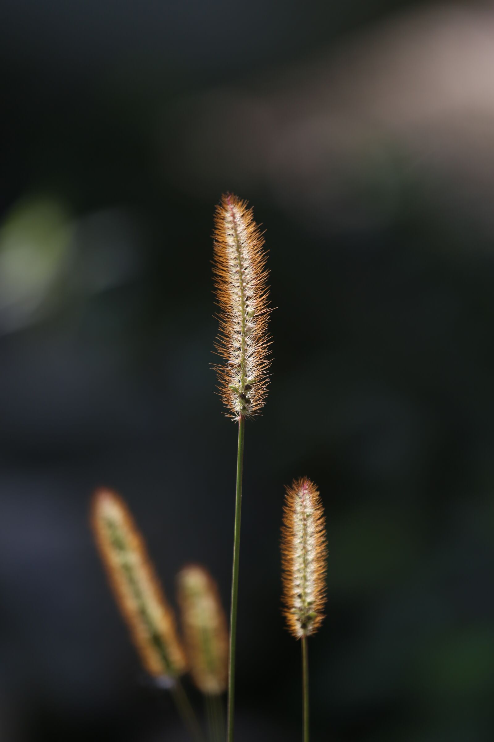 Canon EF 100-400mm F4.5-5.6L IS USM sample photo. Grass, seeds, halm photography