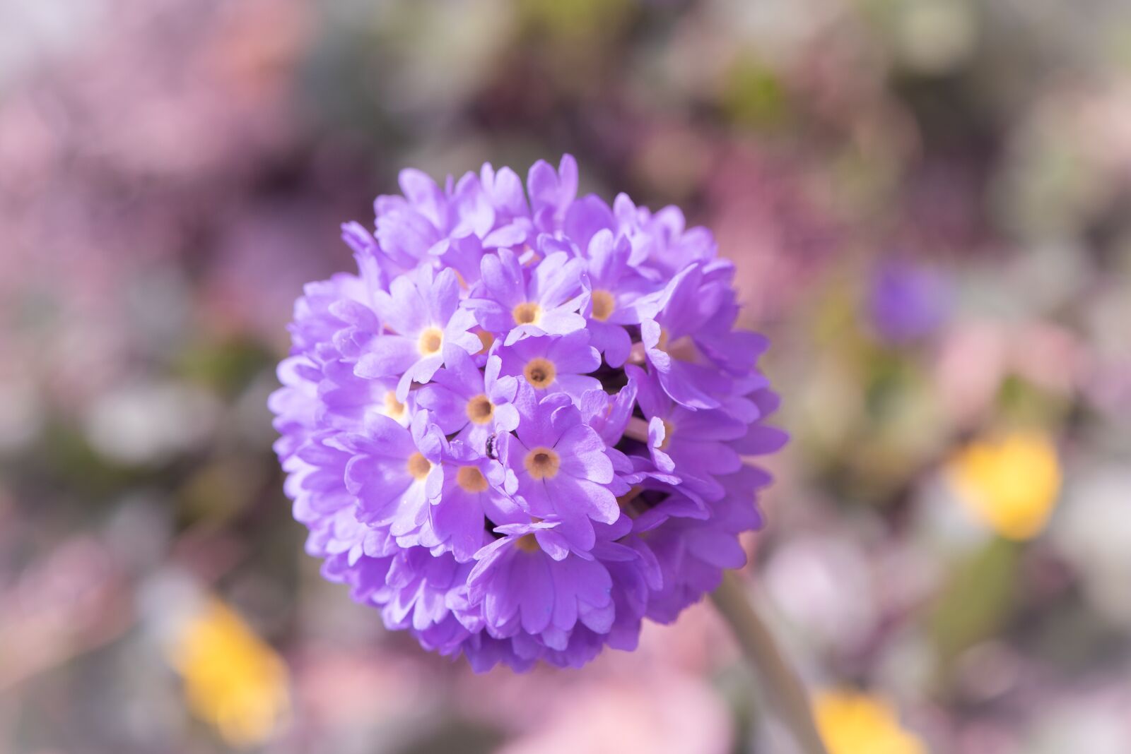 Nikon D750 sample photo. Drumstick, purple, violet photography