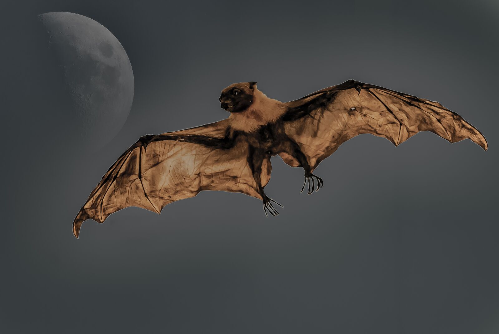 Nikon D80 sample photo. Bat, giant, mammals photography