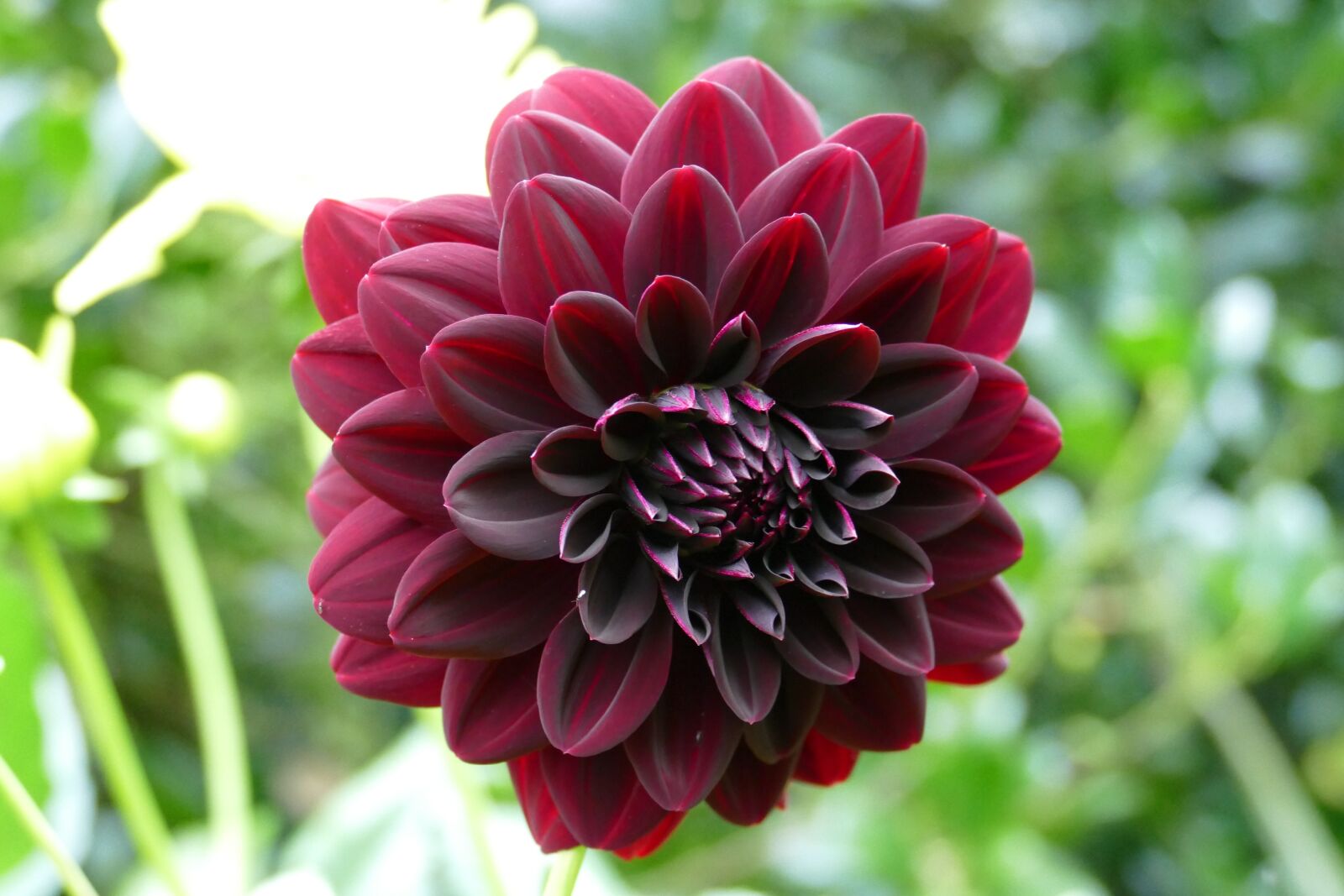 Panasonic Lumix DMC-FZ1000 sample photo. Flower, red, nature photography