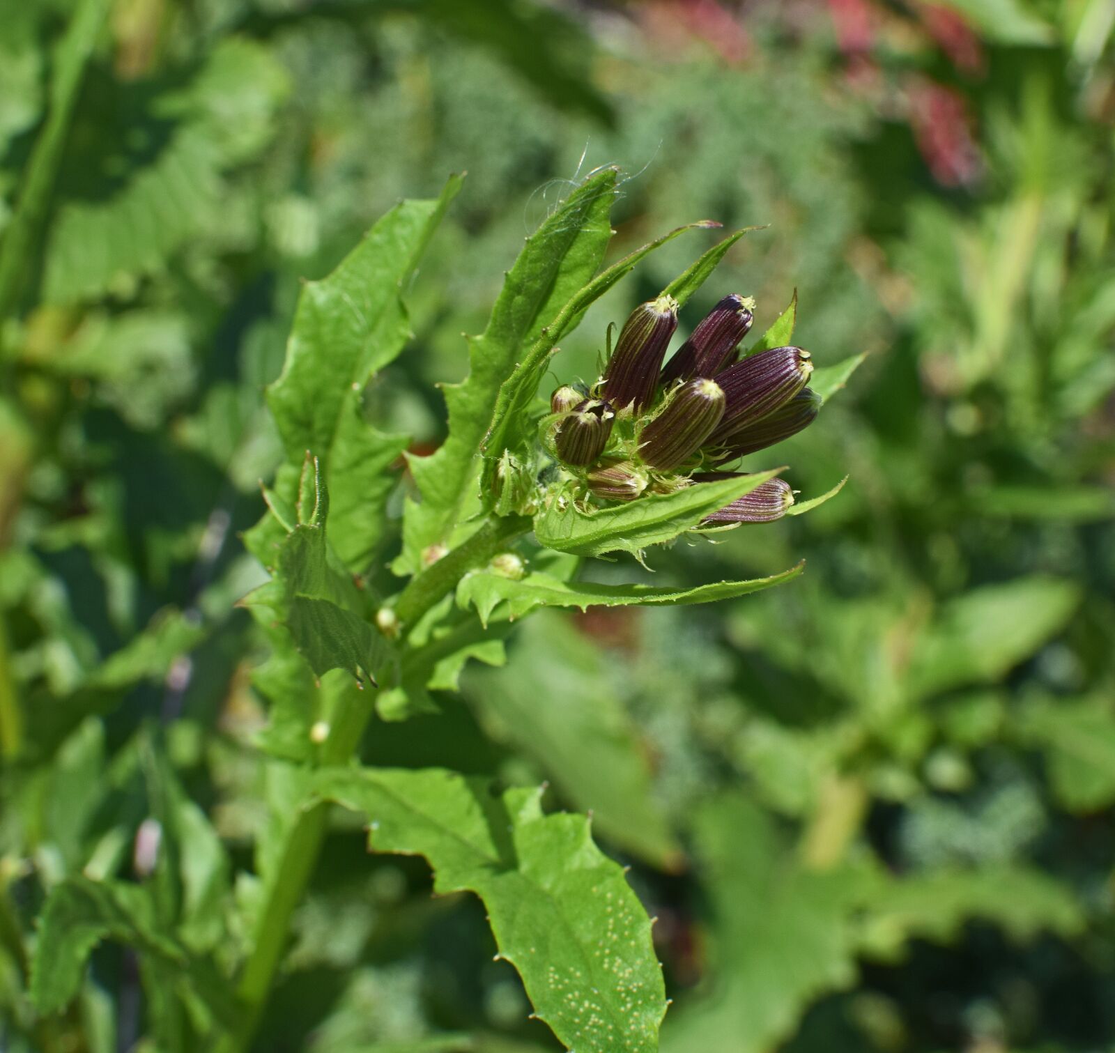 Nikon D3300 sample photo. Wild lettuce flower buds photography