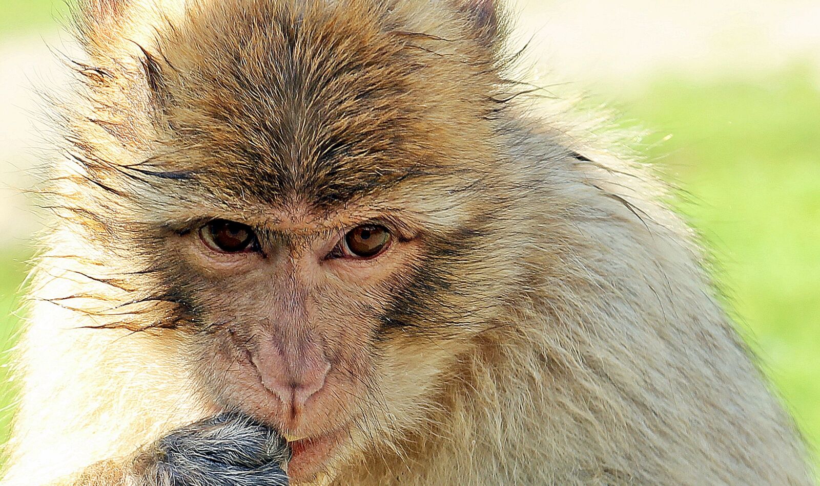 Canon EOS 550D (EOS Rebel T2i / EOS Kiss X4) sample photo. Barbary ape, monkey, primate photography