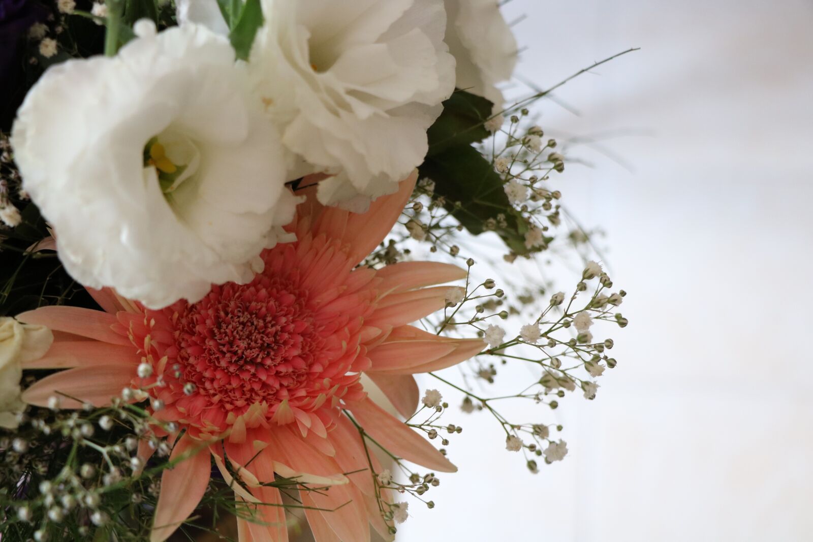 Canon EOS 750D (EOS Rebel T6i / EOS Kiss X8i) sample photo. Isyantus, daisy, bridal photography