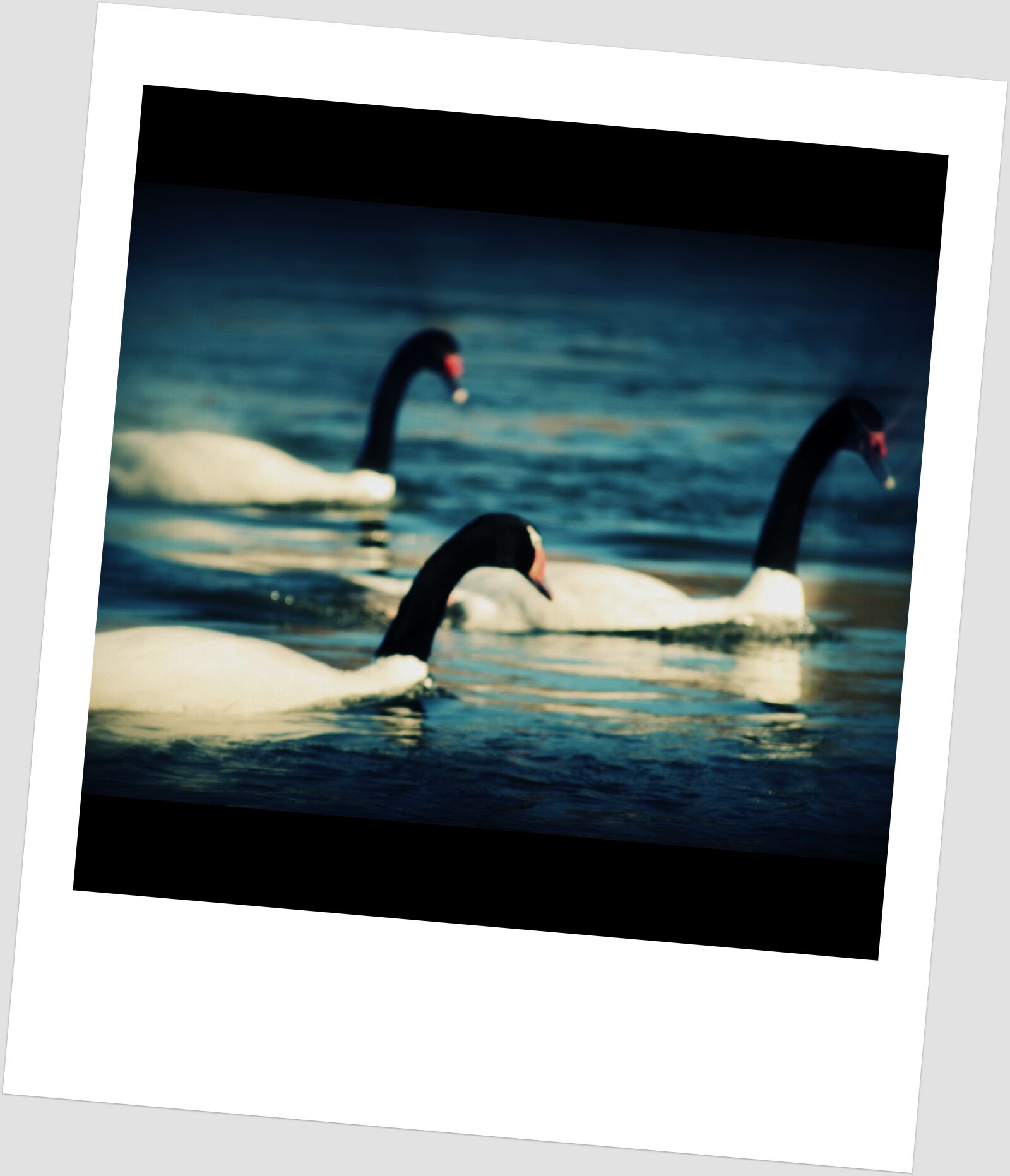 Nikon D5100 sample photo. Swans, river, animals photography