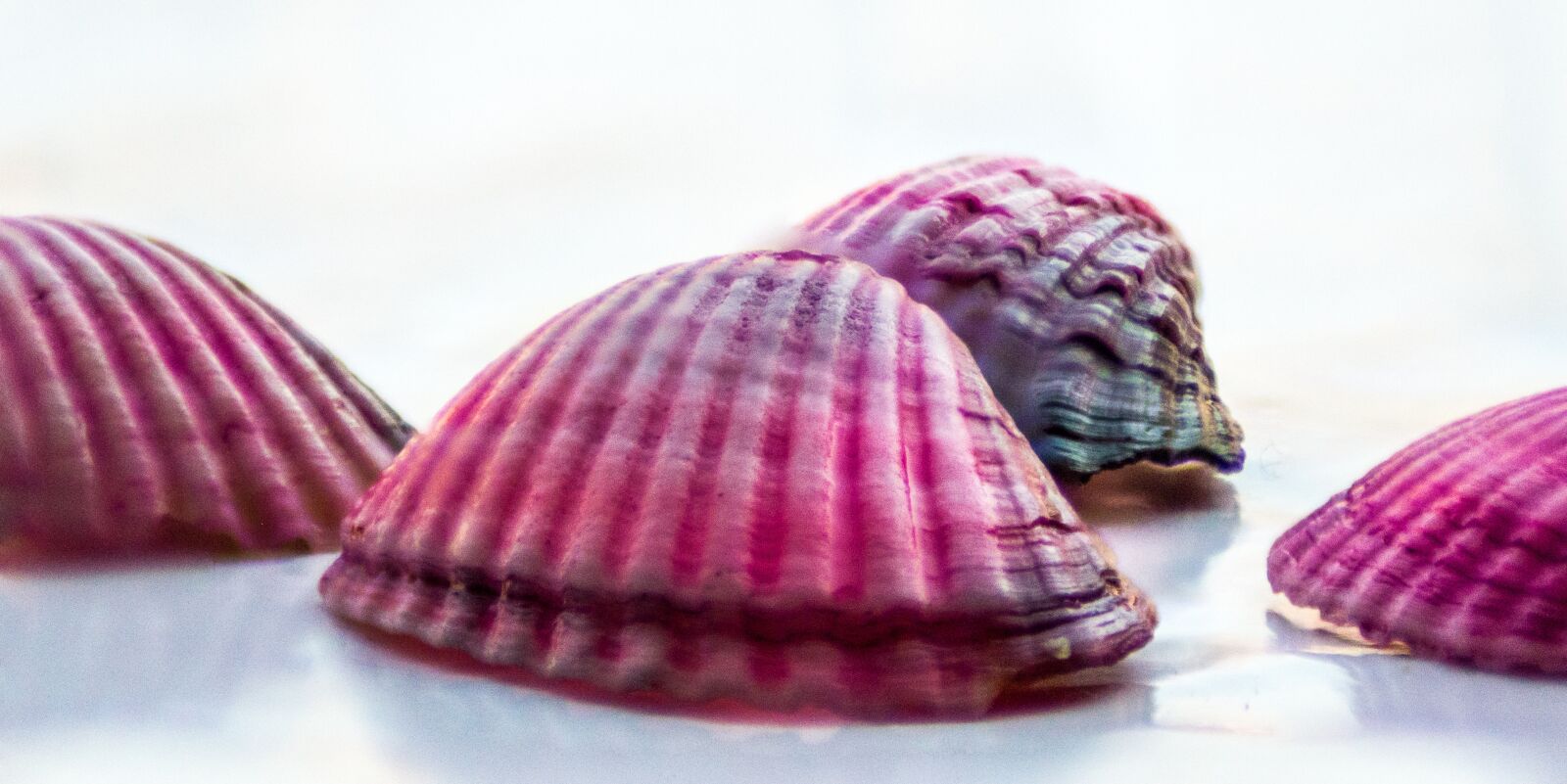 Nikon D3200 sample photo. Shell, read, sea photography