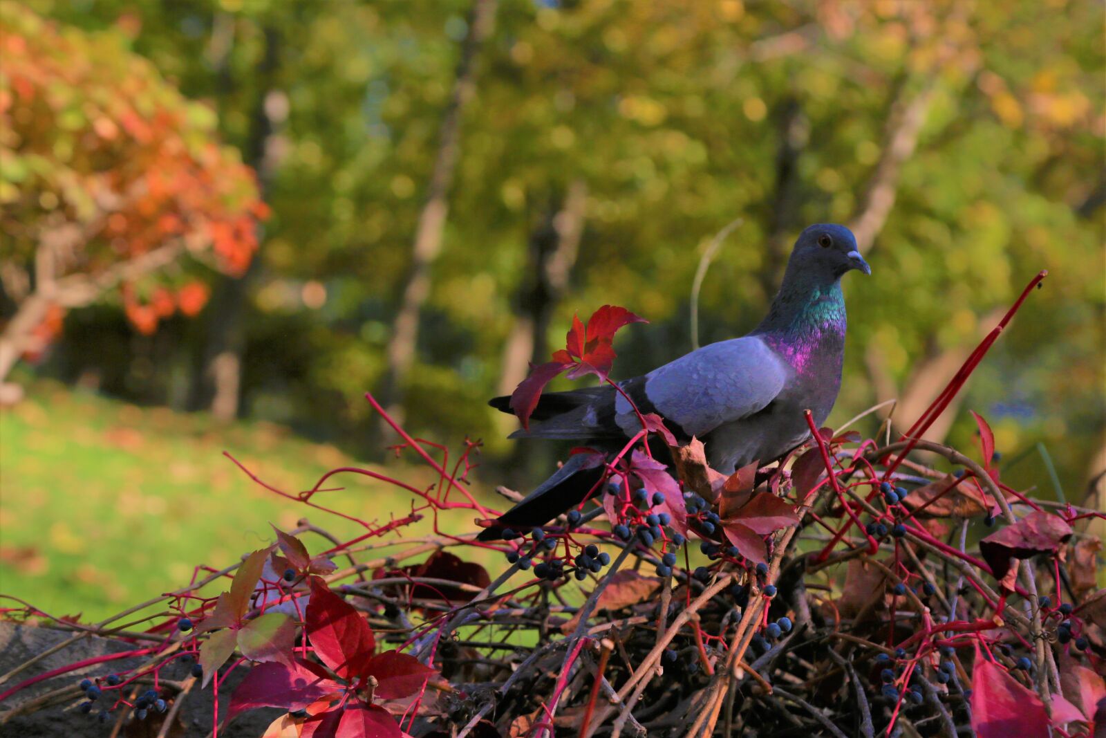 Canon EF 24-105mm F4L IS USM sample photo. Pigeon, bird, animal photography