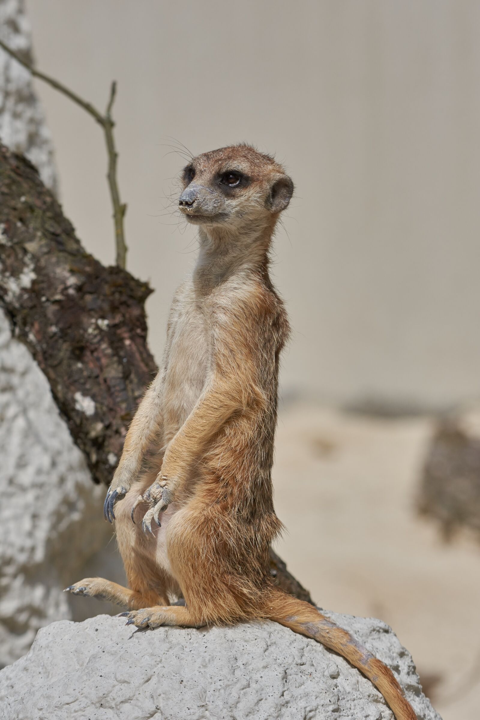 Nikon AF-S Nikkor 200-500mm F5.6E ED VR sample photo. Meerkat, watch, guard photography