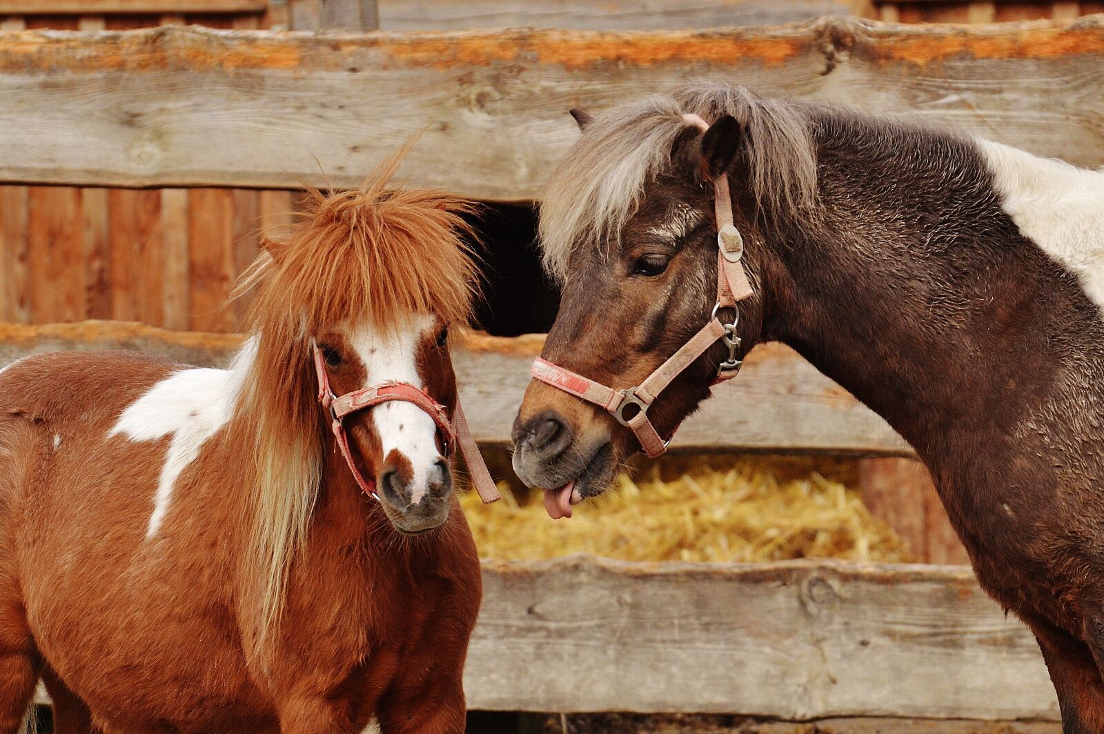 Nikon D3200 sample photo. Pony, animal rescue, horses photography