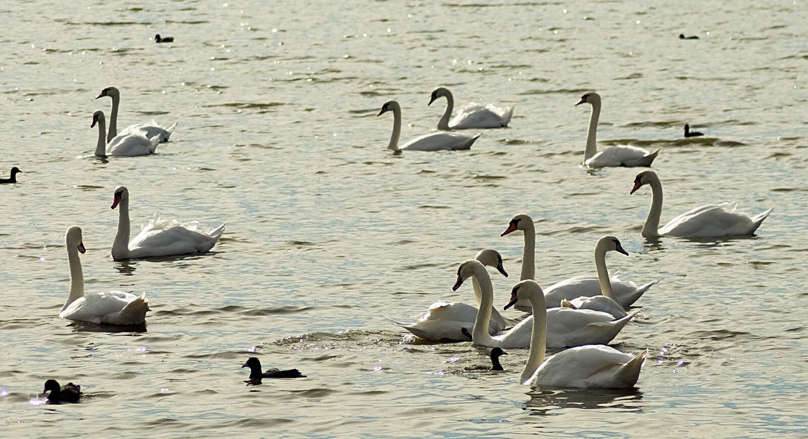 Nikon D7200 sample photo. Swans, lake, water photography