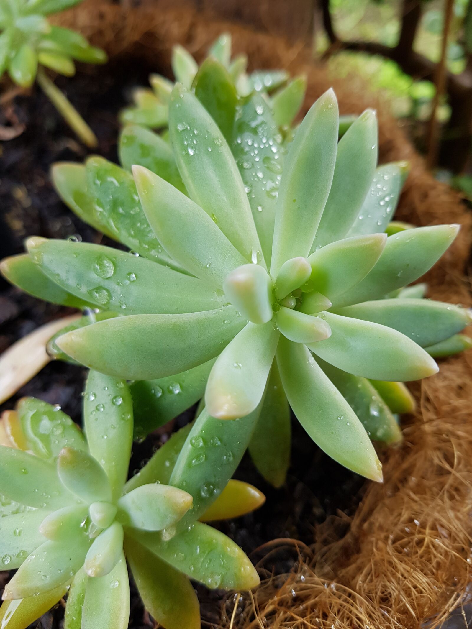 Samsung Galaxy S8+ sample photo. Succulents, nature, garden photography