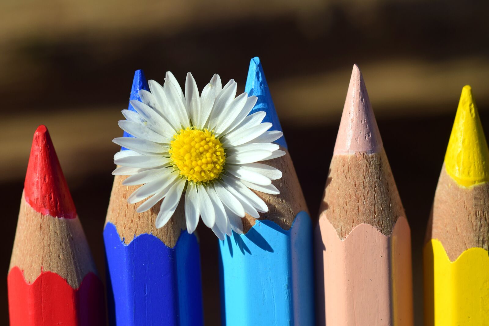 Nikon D3300 sample photo. Pens, wooden pegs, colored photography