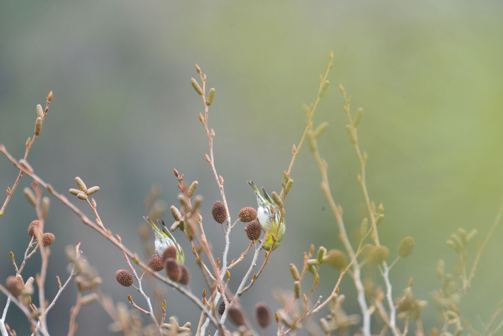 Nikon D800 sample photo. Natural, plant, outdoors photography