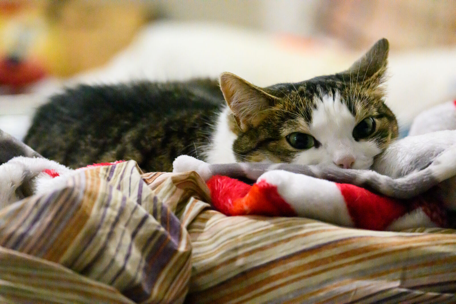 Nikon Z9 sample photo. Snooze cat photography